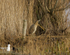 BITTERN, LEIGHTON MOSS, JAN 2011
