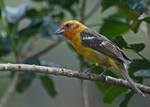IMG_4274 Baltimore Oriole, Costa Rica