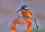 Kingfisher
