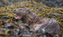 OTTER, ISLE OF MULL, SCOTLAND