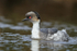 Silvery Grebe, Sea Lion Island, The Falkland Islands
