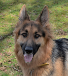 Maya