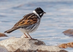 Reed Bunting