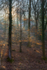 Illuminated Winter Beech