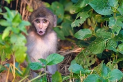 Macaque