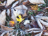 Forest Floor in Autumn
