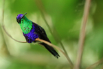 Violet-crowned Woodnymph, Pipeline Road, Panama