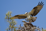 Osprey