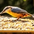 Nuthatch