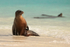 Galapagos Sea Lion scratching itself, Espanola, Galapagos