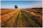 The Road to the Lonesome Tree (IMG0441)