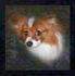 PP9  "Skipper" -  Papillon