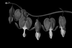 BOTANICALS portfolio