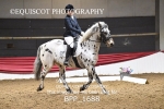 PC NOVICE DRESSAGE portfolio