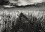 Parting Crops
