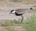 Spur Winged Plover