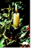5  CANDLE AND HOLLY