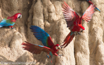 Red and Green Macaws