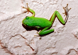 AnimalsCreatures _0059