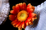 Flowers Set 08 - 21