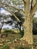 Fever Tree, South Africa