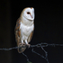 Barn Owl Perched on barbed wire