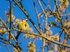 Blue Tit