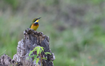 Cinnamon-chested Bee-eater