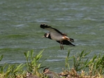 Lapwing