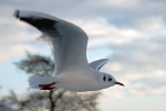 Blackheaded Gull In Winter 2