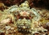 Scorpion Fish