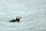 Horned Puffin portfolio
