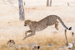 Cheetahs Playing 9