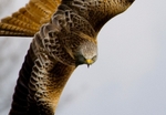 Kite Portrait