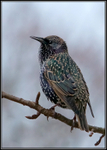 Starling - Sturnus vulgaris