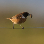 Stonechat (male) with caterpillar perched a fence wire
