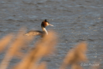 Great Crested Grebe in evening light