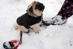 December Snow 9