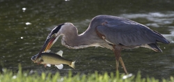 Great Blue Heron _0005