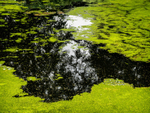 Day 33 - Duckweed