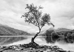 Llyn Padarn (2)