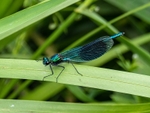 Banded Demoiselle