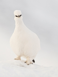 Ptarmigan craning neck, Svalbard, Norway