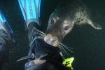 Grey Seal - Halichoerus grypus