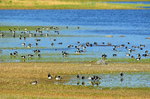 Barnacle Geese