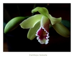 Cattleya luteola