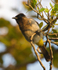 Dark-capped (Black-eyed) Bulbul perched on a branch