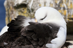 Black-browed Albatross resting, West Point Island, Falklands