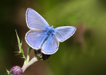 Common Blue