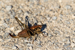 Dark Bush Cricket - Pholidoptera griseoaptera